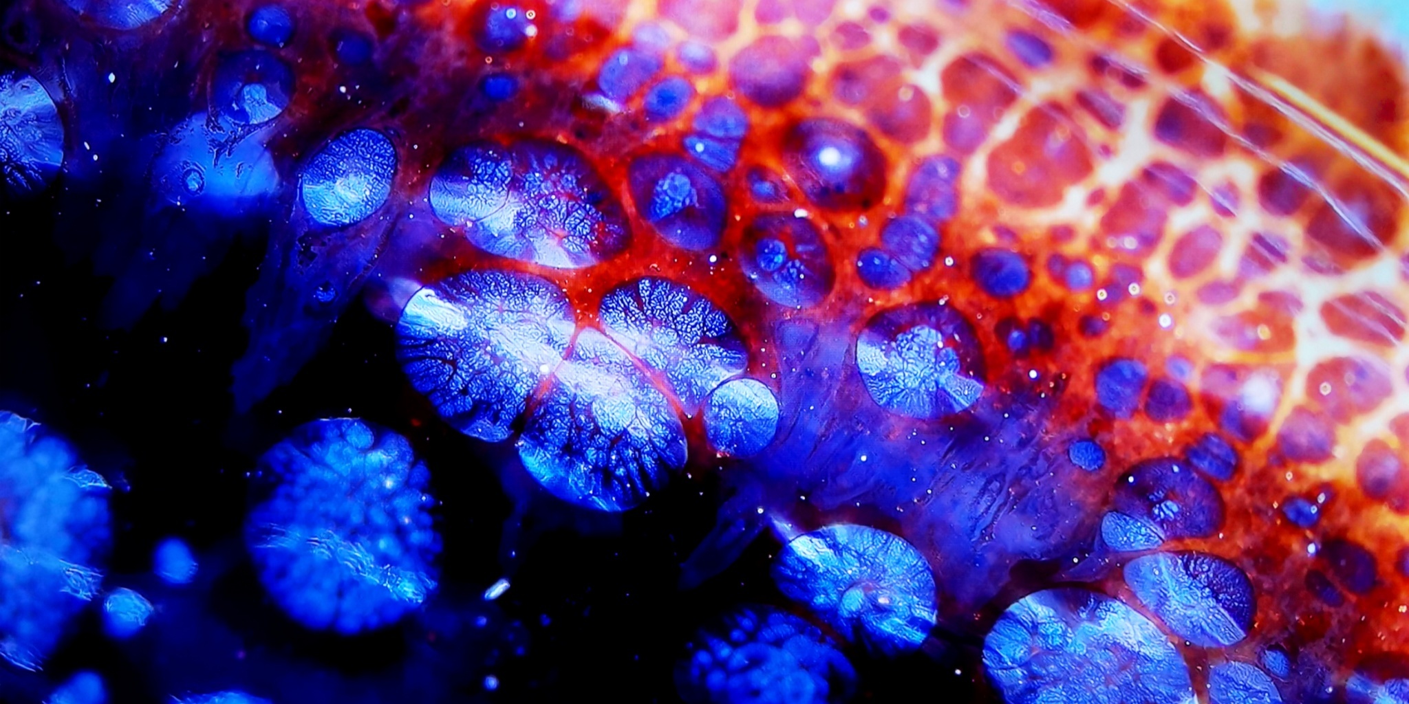 Atlantis' Luminous Depths tied-mouth Yohen Jian Zhan Tea Cup