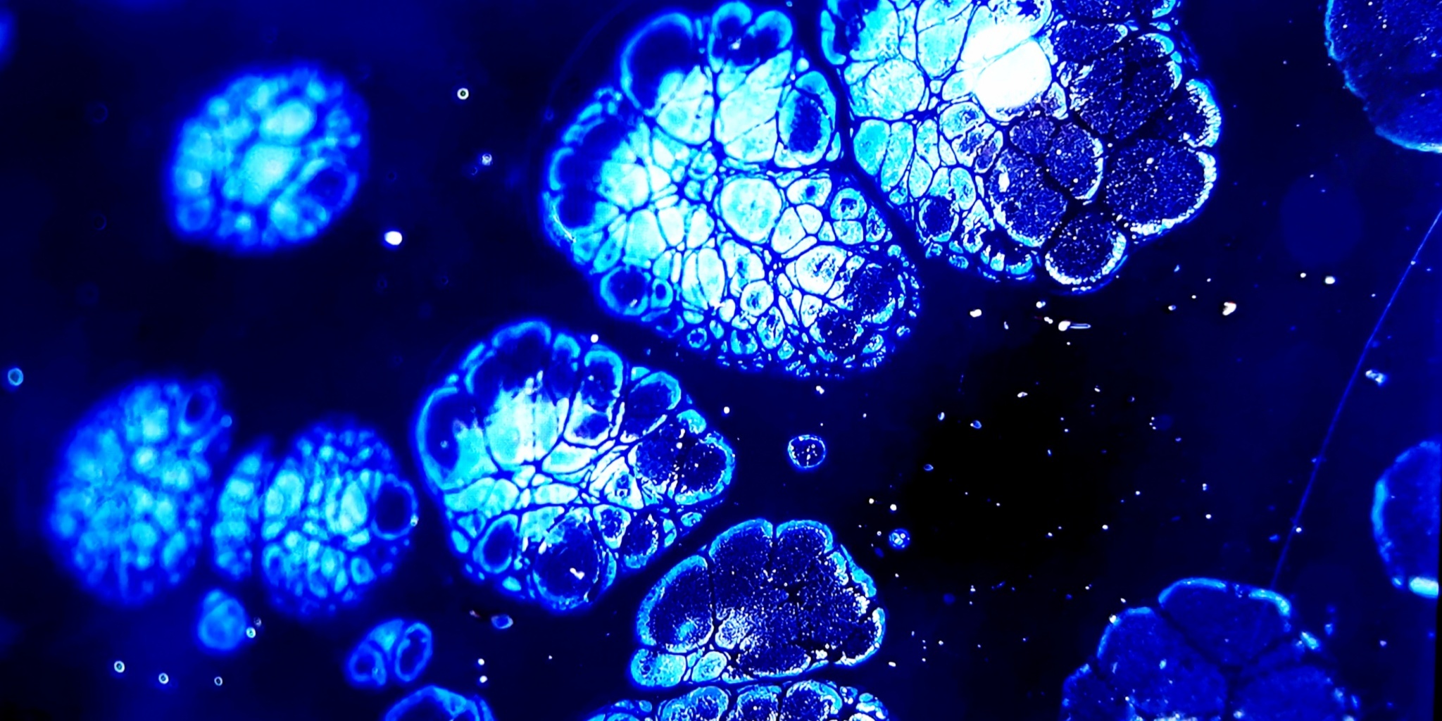 Atlantis' Luminous Depths tied-mouth Yohen Jian Zhan Tea Cup