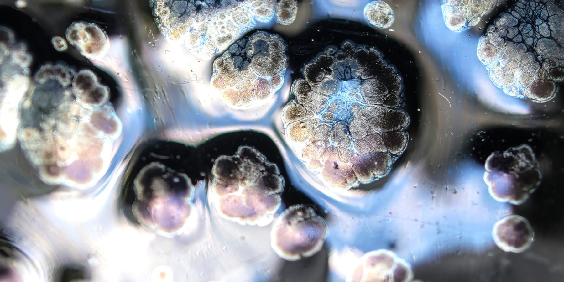 Atlantis' Luminous Depths tied-mouth Yohen Jian Zhan Tea Cup