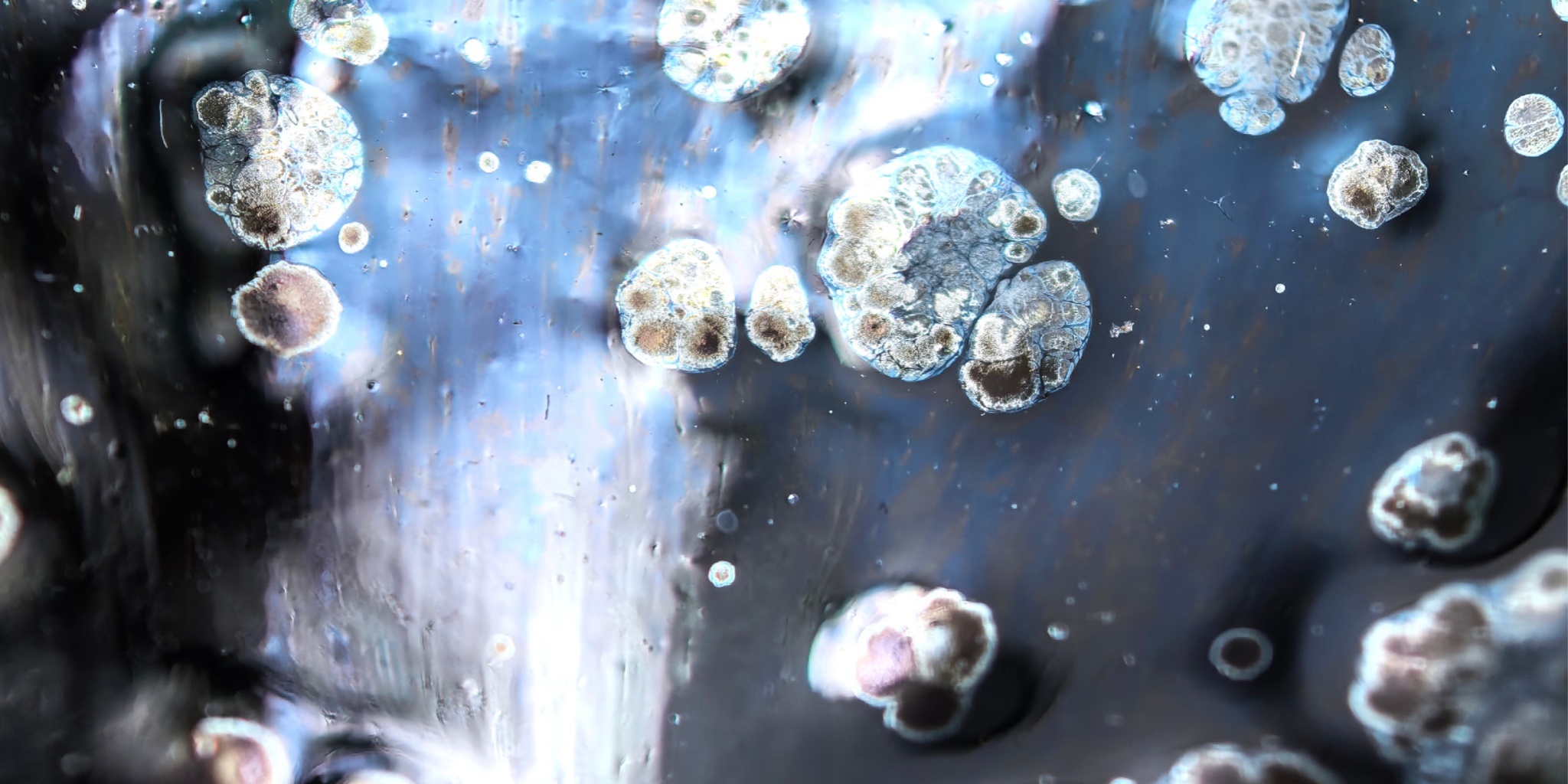 Atlantis' Luminous Depths tied-mouth Yohen Jian Zhan Tea Cup