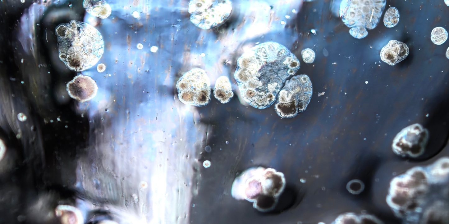 Atlantis' Luminous Depths tied-mouth Yohen Jian Zhan Tea Cup