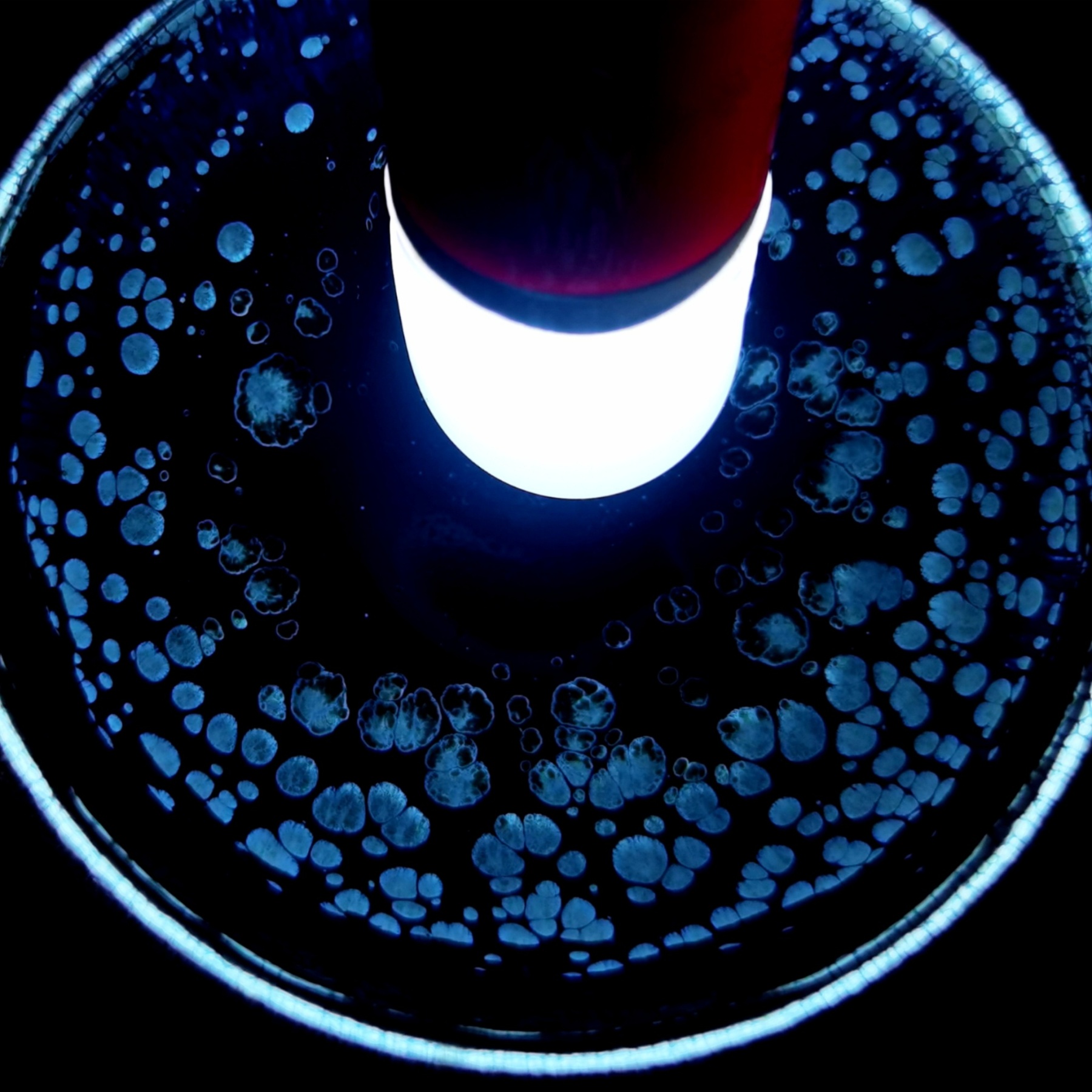 Atlantis' Luminous Depths tied-mouth Yohen Jian Zhan Tea Cup