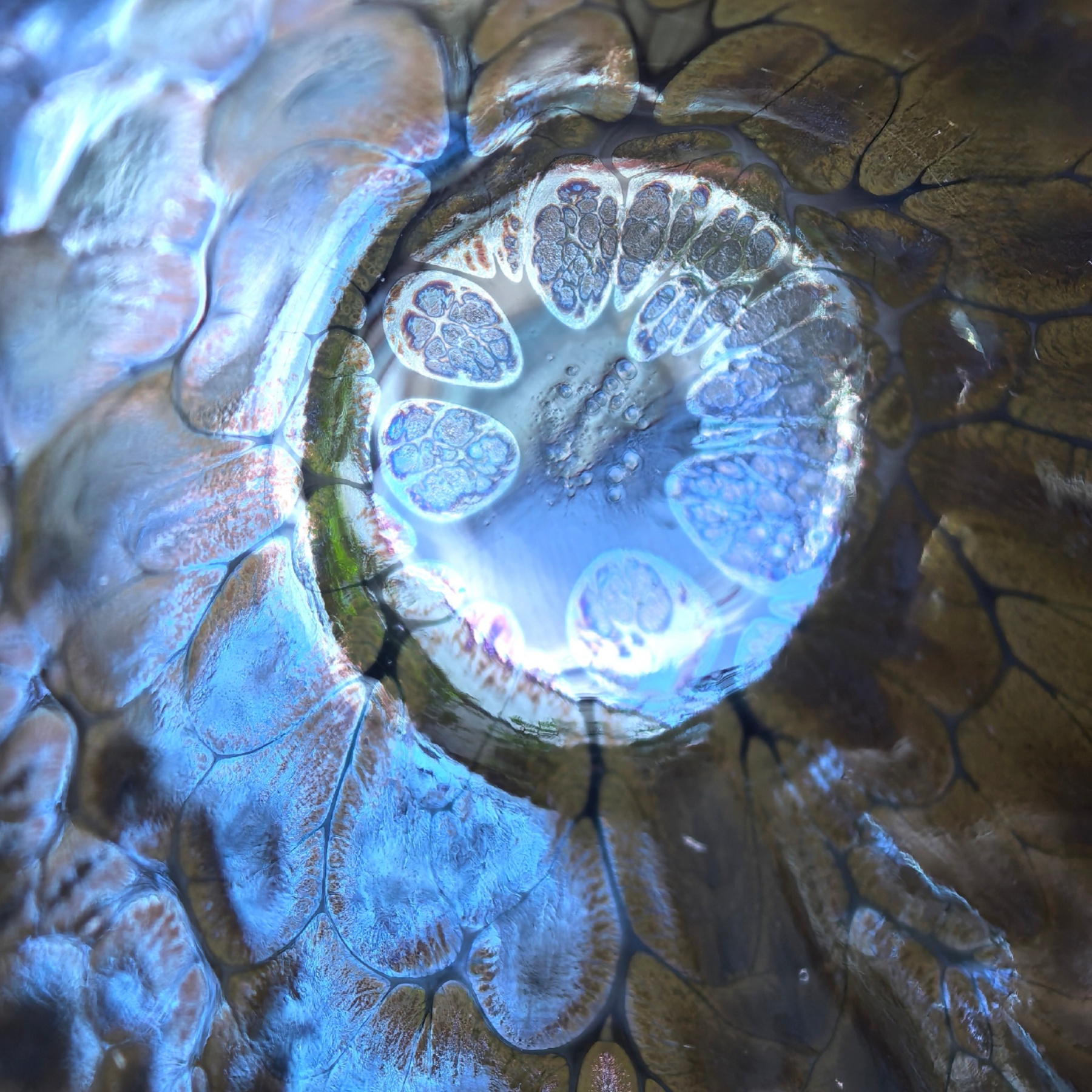 Aurora Dragon's Eye wide-mouth Yohen Jian Zhan Tea Cup