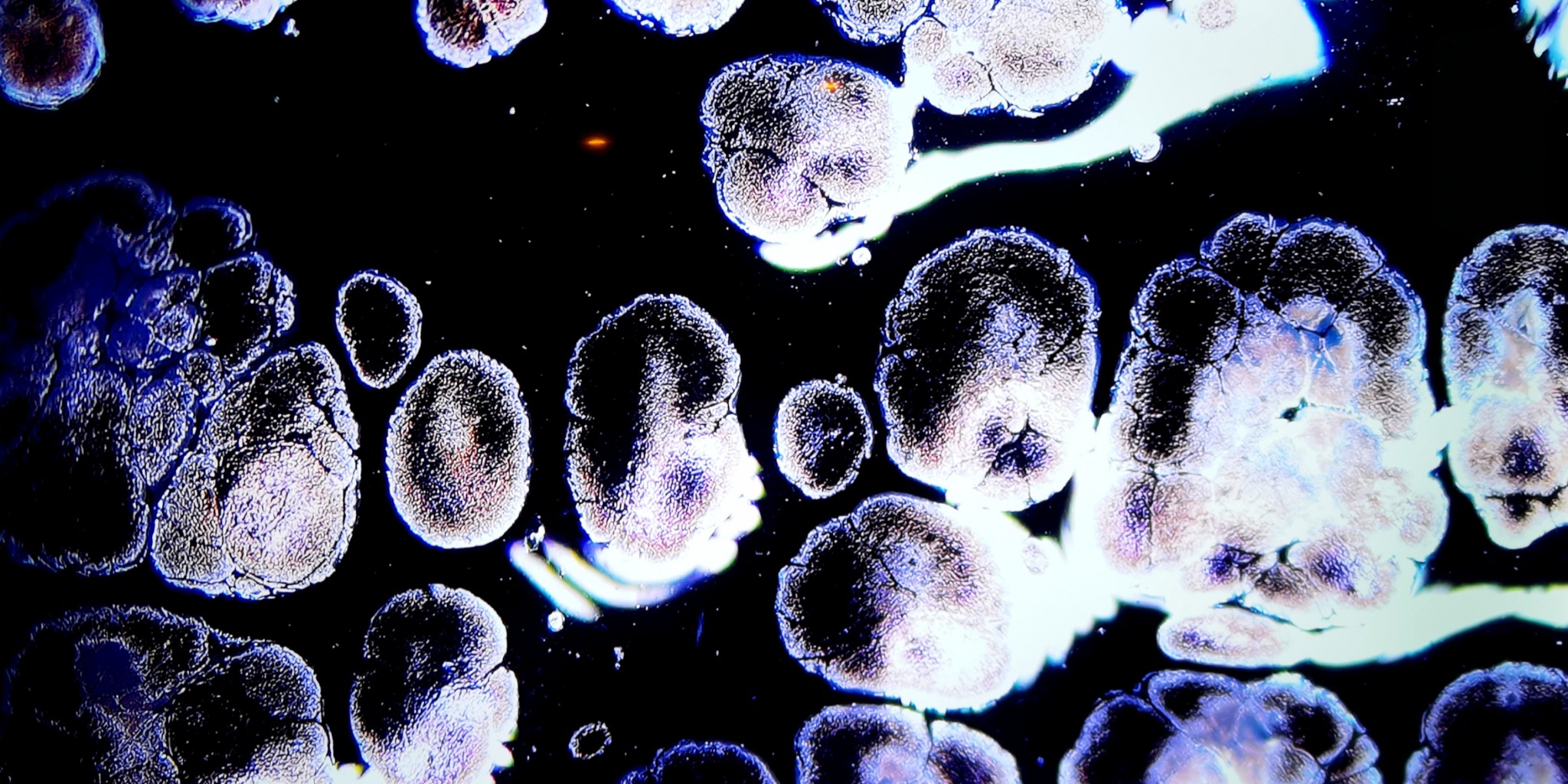 Celestial Orbs of Elysium tied-mouth Yohen Jian Zhan Tea Cup