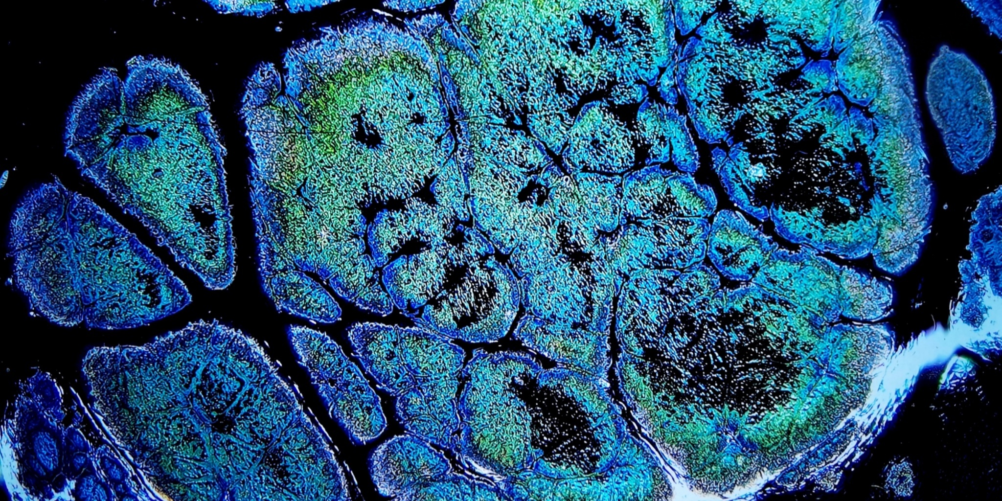 Odin's Cosmic Fragments tied-mouth Yohen Jian Zhan Tea Cup