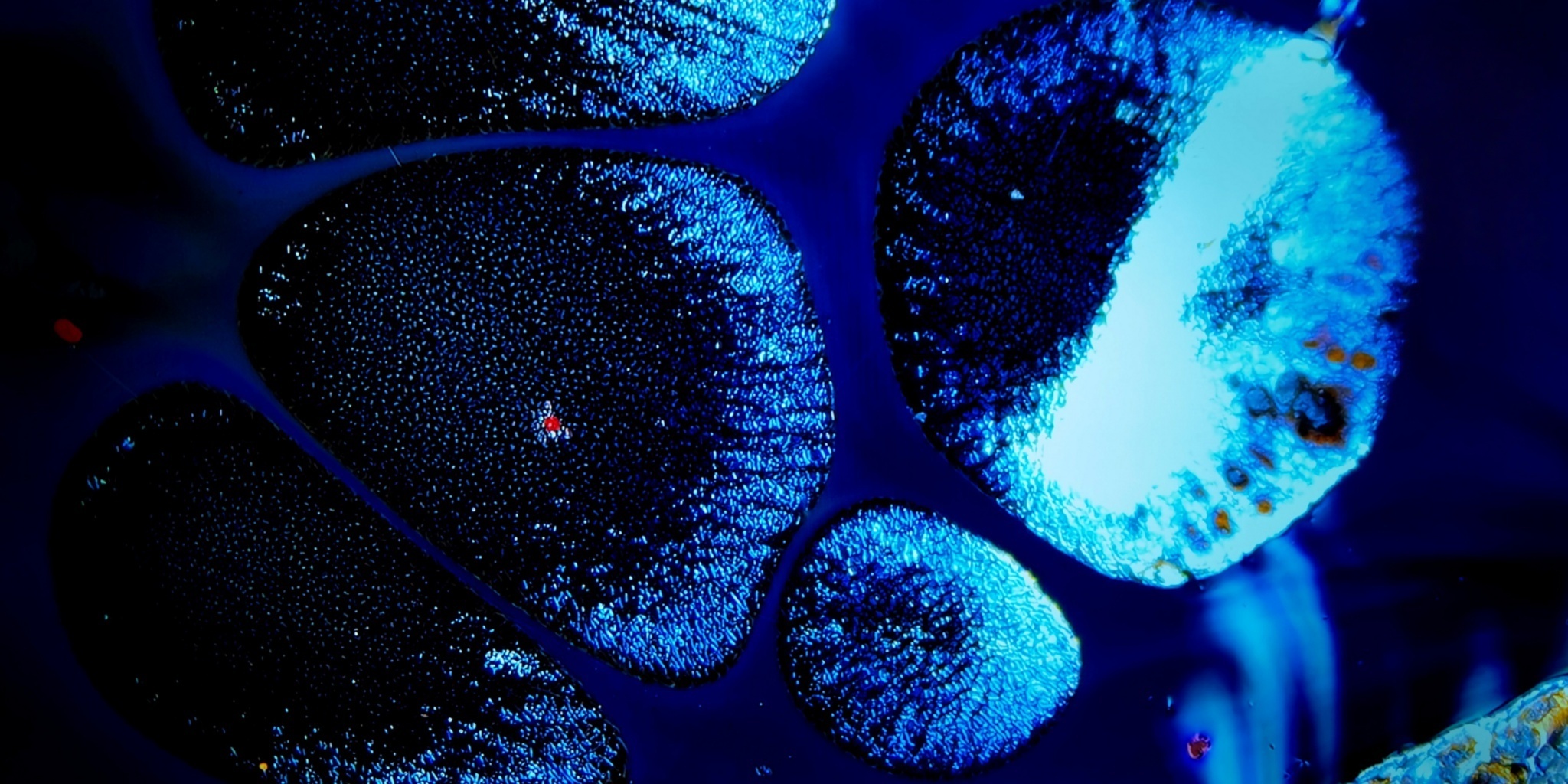 Odin's Sapphire Gaze tied-mouth Yohen Jian Zhan Tea Cup