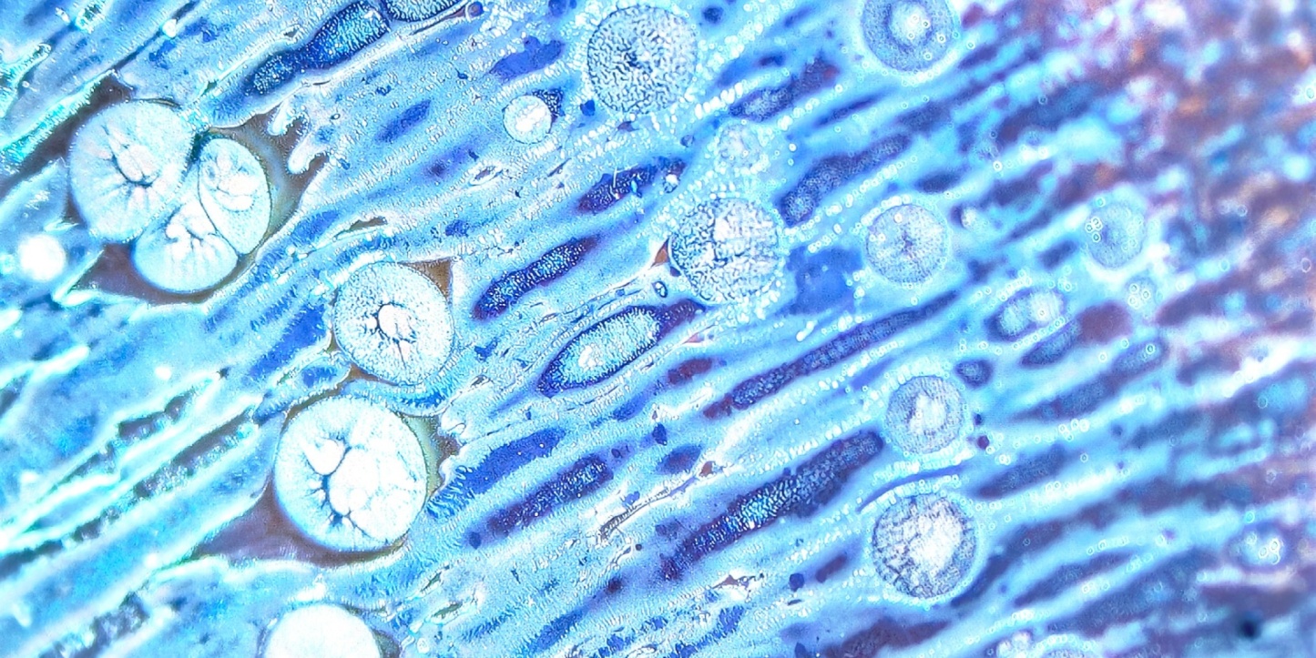 Stellar Nectar of Elysium wide-mouth Yohen Jian Zhan Tea Cup