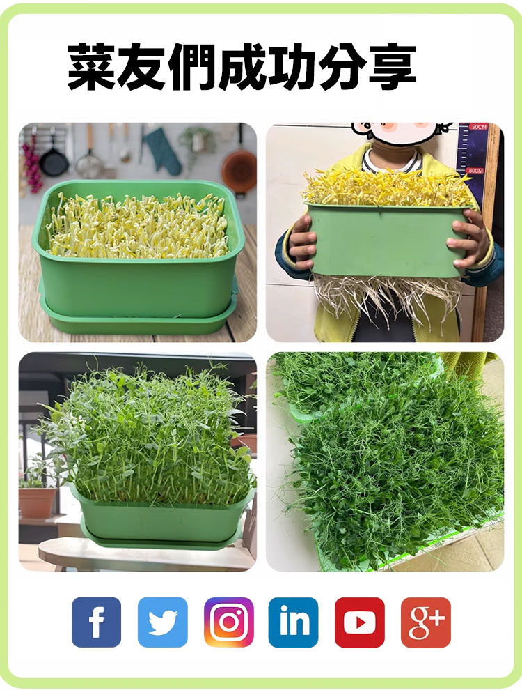 發芽專用種植盆
