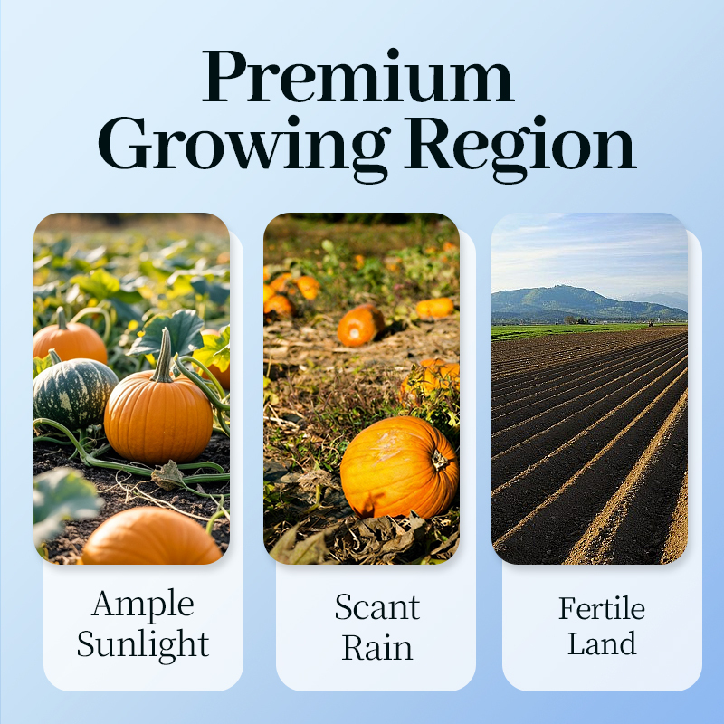 Mr. Squirrel® Pumpkin Seeds Kernels