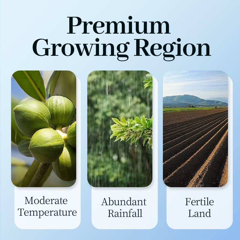 Mr. Squirrel® Premium Macadamia Nuts