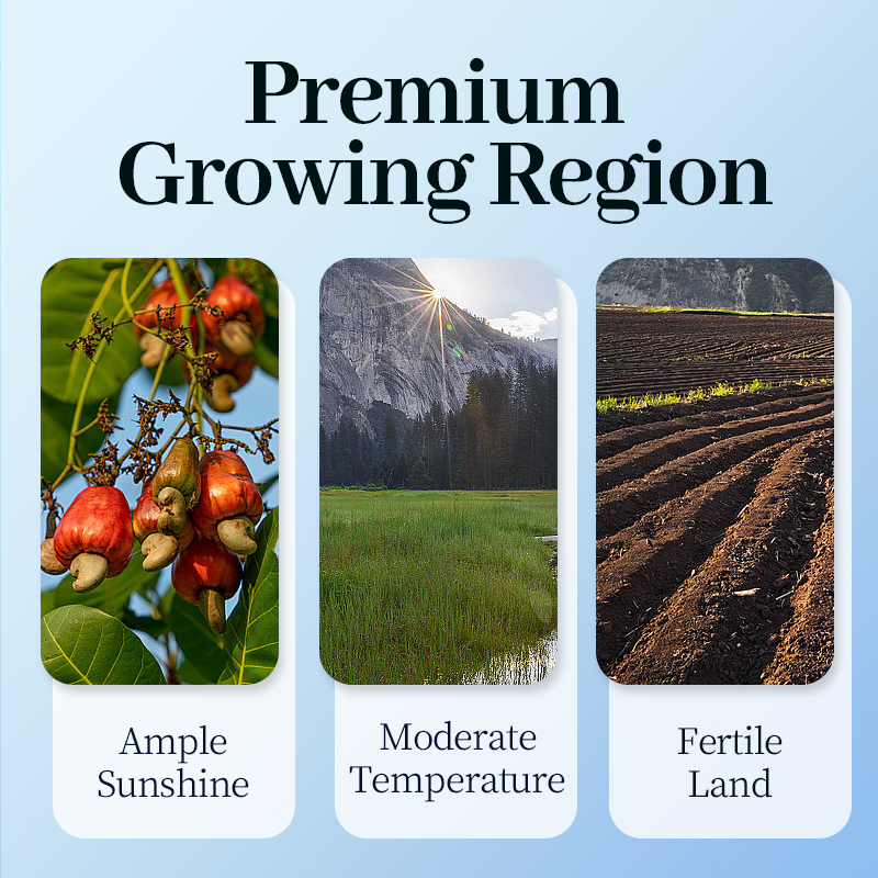 Mr. Squirrel® Purple-Skin Roasted Cashew Nuts