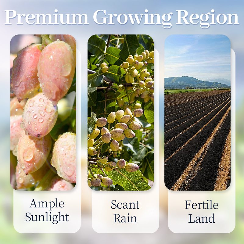 Mr. Squirrel® Salted Roasted Pistachio Nuts (In Shell)