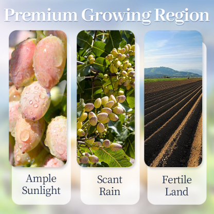 Mr. Squirrel® Salted Roasted Pistachio Nuts (In Shell)