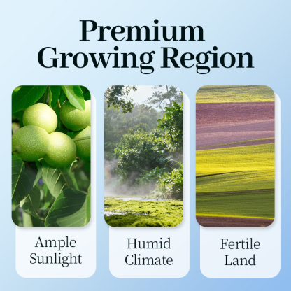 Mr. Squirrel® Amber Honey Walnuts