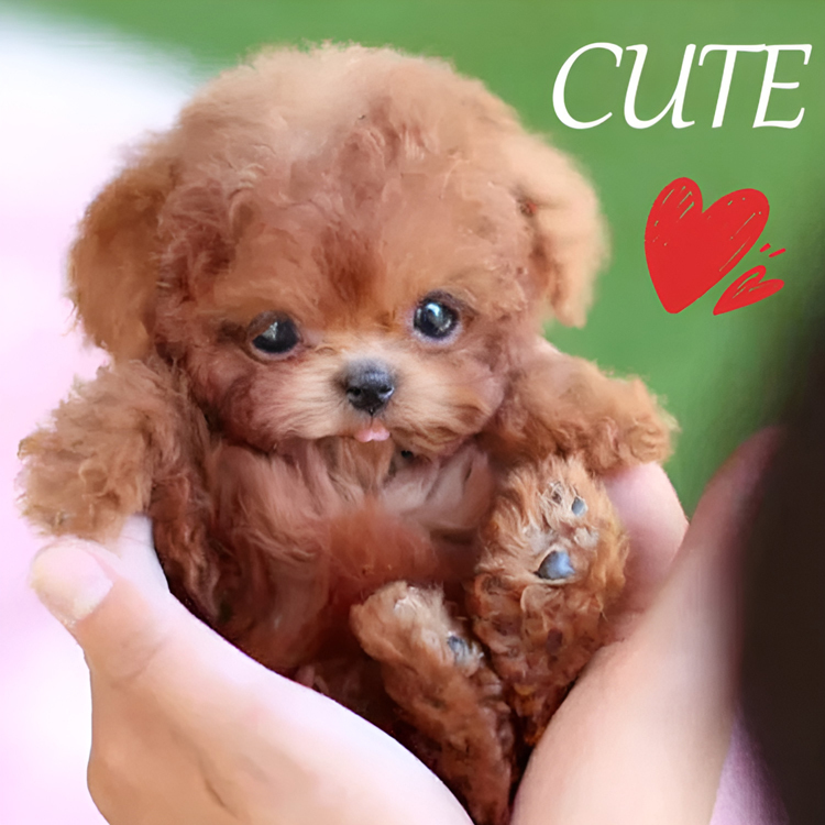 My Shorthair Puppy Plush Companion Toy