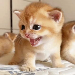 My Shorthair Puppy Plush Companion Toy