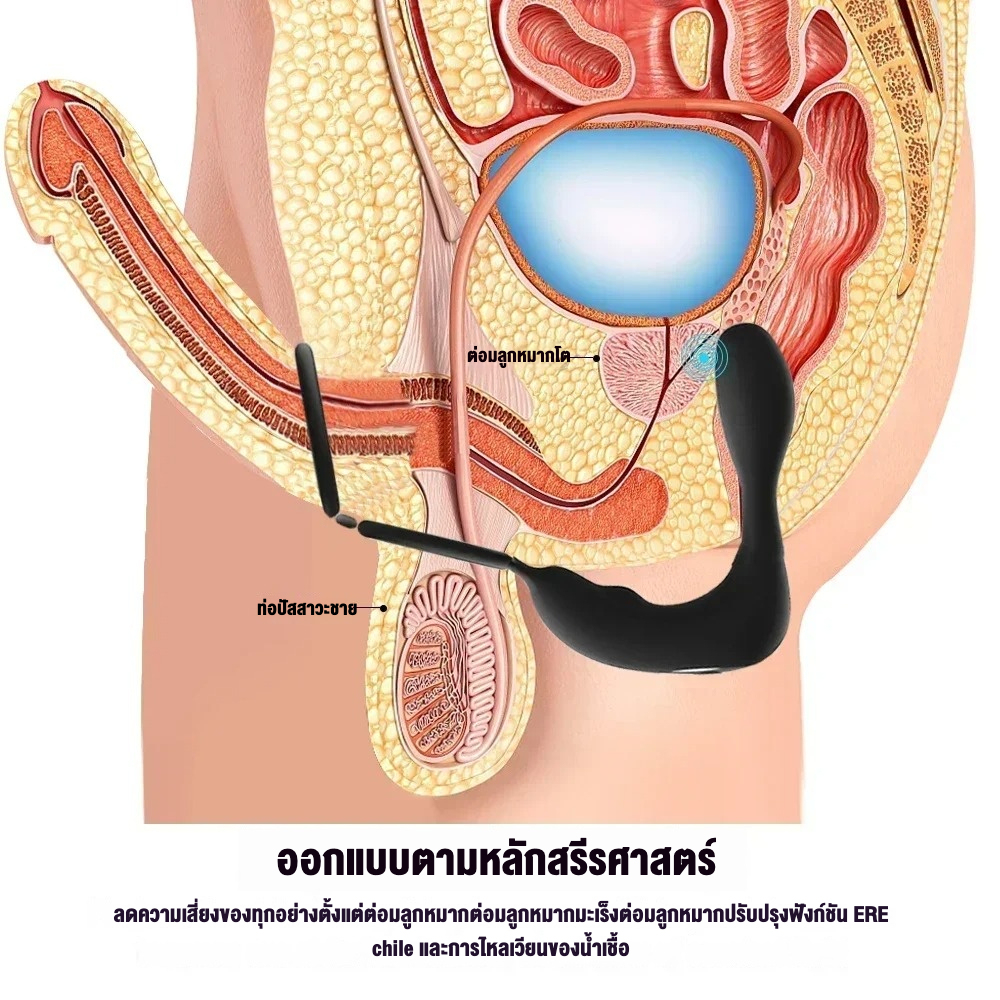 ต่อมลูกหมากเครื่องนวด มอเตอร์คู่ กระตุ้น3จุด 12โหมดความสั่น ดีไซน์วงแหวนคู่ IPX5|Safiman