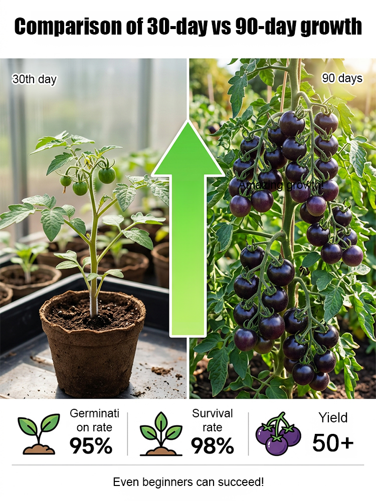 🍅 Get "Black Pearl" Super-Antioxidant Tomatoes for the Price of a Salad! Yale-Developed Rare Hybrid—Grows 50x Healthier than Blueberries in Any Soil. 🍅