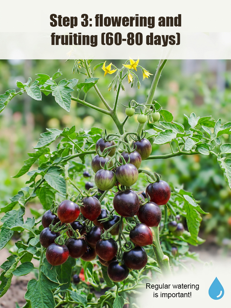 🍅 Get "Black Pearl" Super-Antioxidant Tomatoes for the Price of a Salad! Yale-Developed Rare Hybrid—Grows 50x Healthier than Blueberries in Any Soil. 🍅