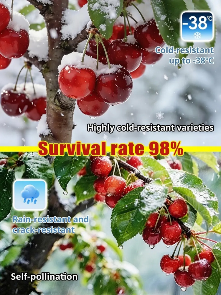 ✨ [One Meal 🍔 = 6 Trees] Get German-engineered jumbo cherry trees that fruit in 60 days with a 10X refund guarantee! 🍒 ✨