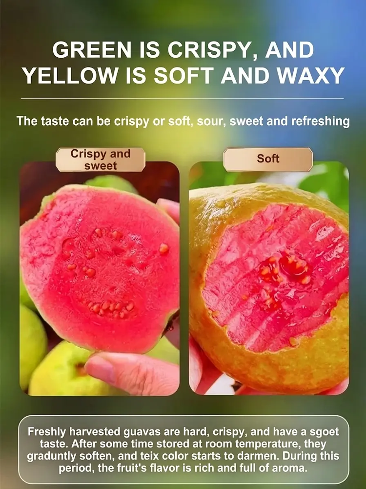 【Rare Seeds】Premium Red Ruby Guava | 98% Germination & Fruits in Year 1 (Price of a Burger!)
