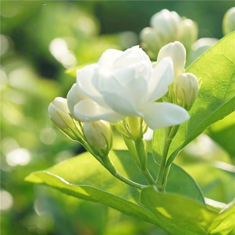 For the price of a few burgers 🍔 turn your backyard into a fragrant flower waterfall—Blooms in 60 days, survives -20°F winters & 99% germination guaranteed! ✨