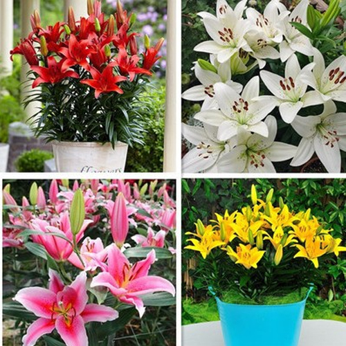 🌸 [Fragrance Queen] Stop buying chemical air fresheners andgrow a stunning 30-day fragrant flower wall with our hardy North African giant lily bulbs - Buy 5 Get 5 FREE! ✨