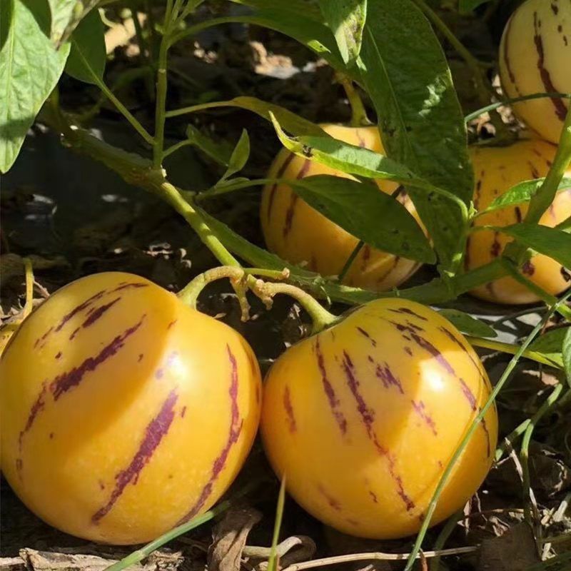 ✨ [Spring Limited: Only 20 Days] Rare "Milk Flavor" Golden Fruit Seeds—99% Survival Rate & Harvest in 100 Days! ✨