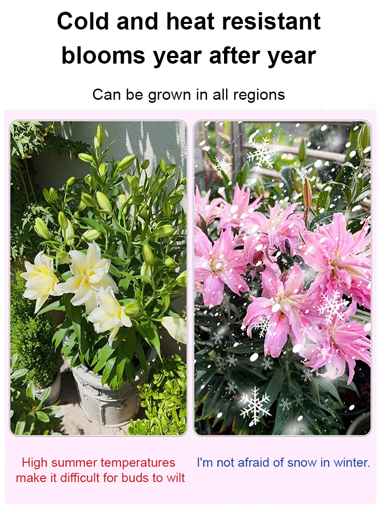 🌸 [Fragrance Queen] Stop buying chemical air fresheners andgrow a stunning 30-day fragrant flower wall with our hardy North African giant lily bulbs - Buy 5 Get 5 FREE! ✨