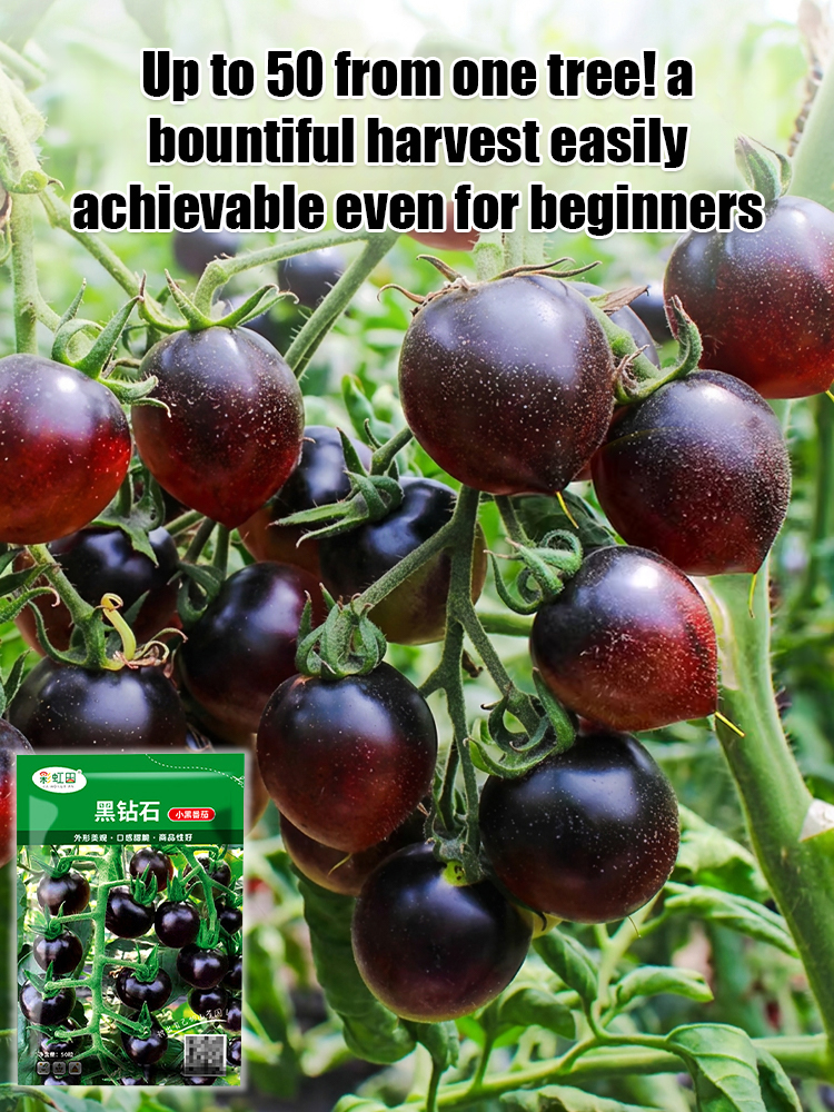 🍅 Get "Black Pearl" Super-Antioxidant Tomatoes for the Price of a Salad! Yale-Developed Rare Hybrid—Grows 50x Healthier than Blueberries in Any Soil. 🍅