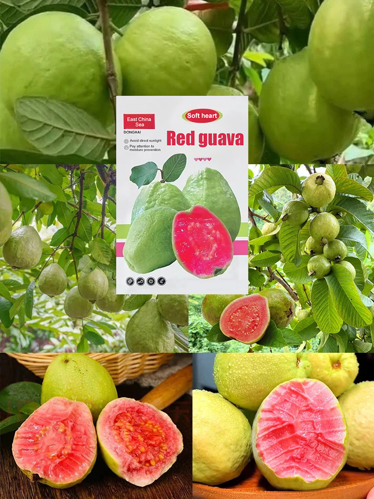 【Rare Seeds】Premium Red Ruby Guava | 98% Germination & Fruits in Year 1 (Price of a Burger!)