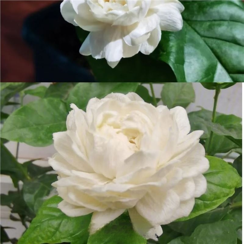 For the price of a few burgers 🍔 turn your backyard into a fragrant flower waterfall—Blooms in 60 days, survives -20°F winters & 99% germination guaranteed! ✨
