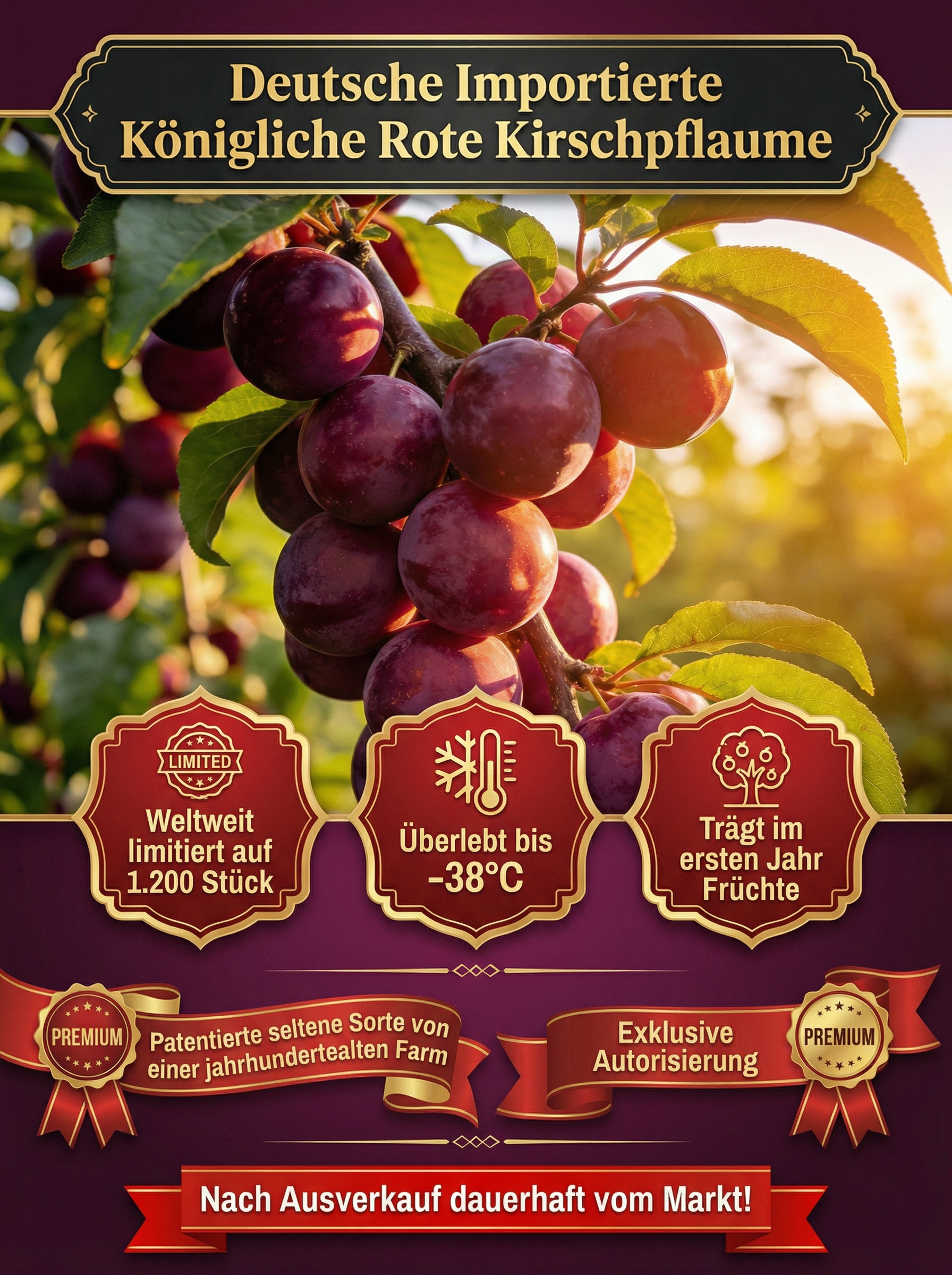 🍒 <Harvest in Just 60 Days> Giant Red-Flesh Cherry-Plum Hybrid—30% Sugar & Grows like a Wildflower! 🍒