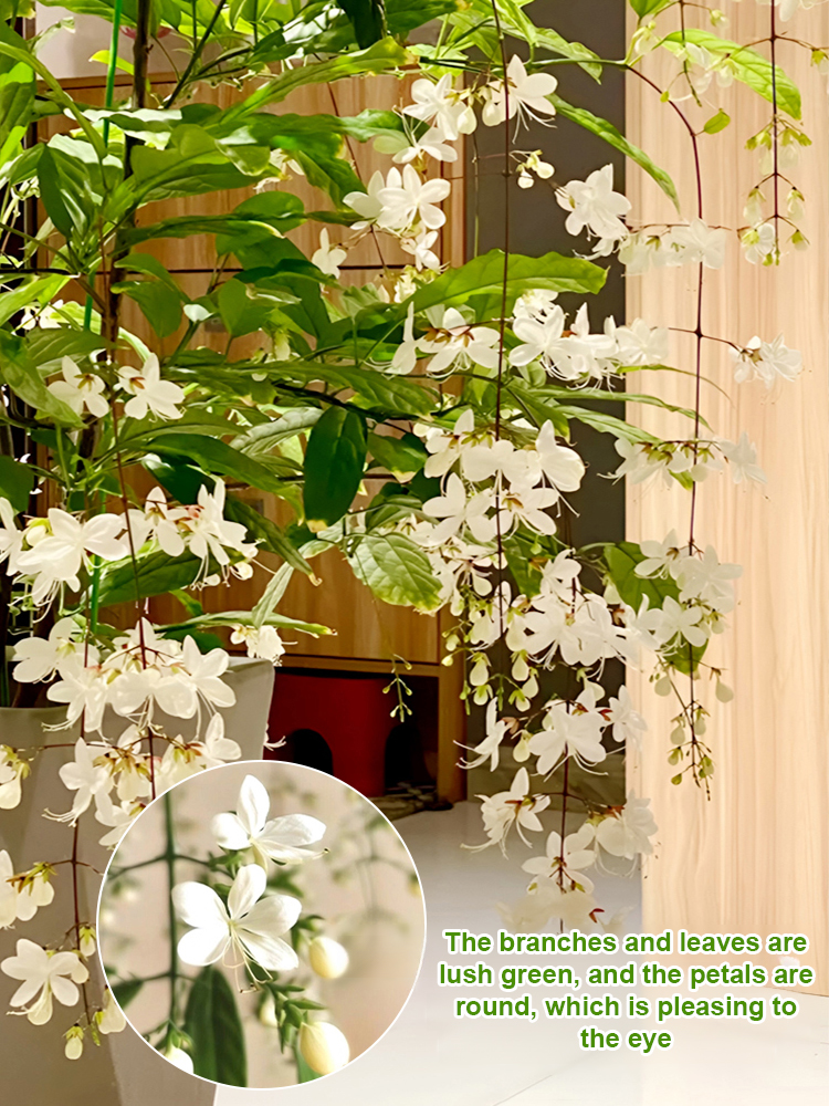 For the Price of a Meal, Buy 1, Get 1 Free on No-Care, Fragrant Weeping Jasmine.