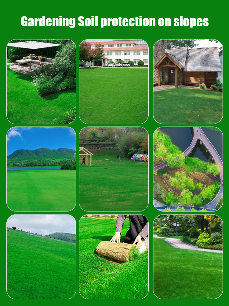 ⛳【7-Day Sprout & 45-Day Full Lawn】 German Hybrid "Velvet" Grass | Pet-Friendly & High-Durability Golf-Course Quality ✨
