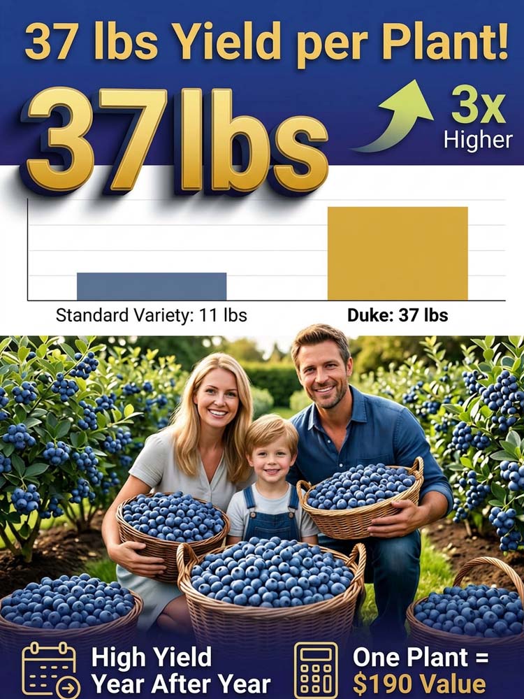 🫐【25mm Giant Fruit & 37lb Yield】 Duke Super-Factory | Fast-Growing Anti-Aging Superfood with "Black-Thumb" Hardy Roots ✨
