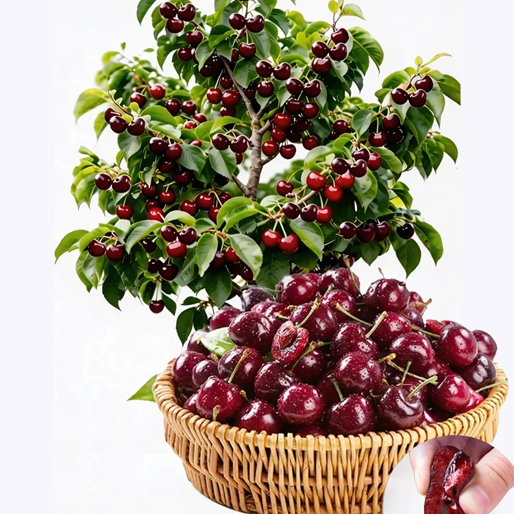 🍒 <Harvest in Just 60 Days> Giant Seedless Cherry Trees—30% Sugar Content & Grows like a Wildflower! 🍒