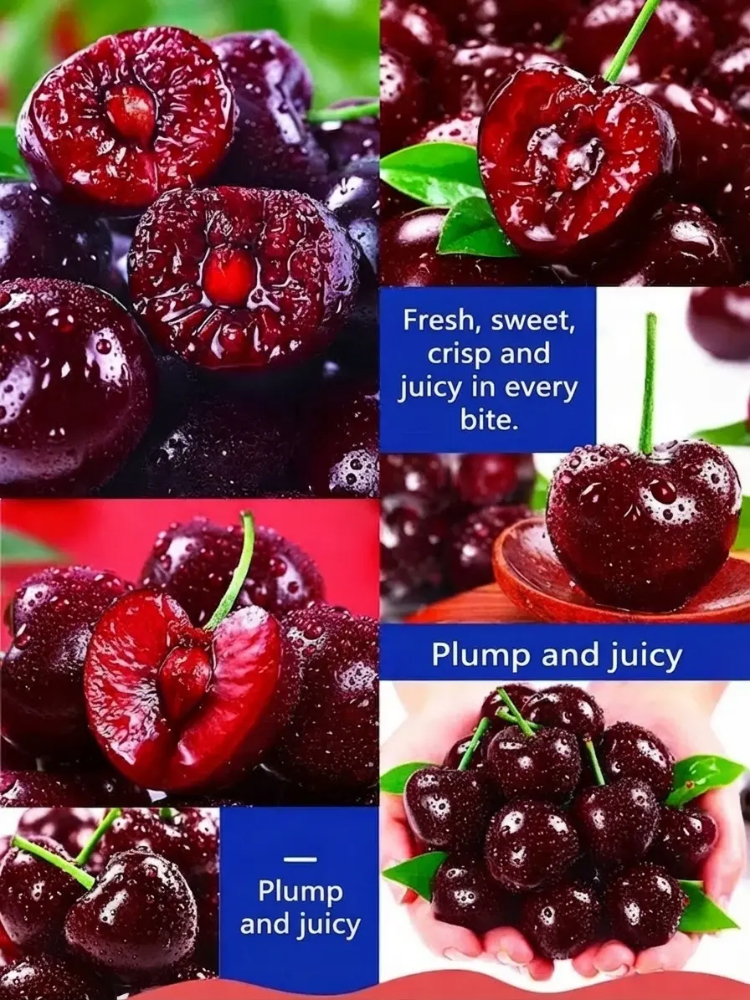 ✨ [One Meal 🍔 = 6 Trees] Get German-engineered jumbo cherry trees that fruit in 60 days with a 10X refund guarantee! 🍒 ✨
