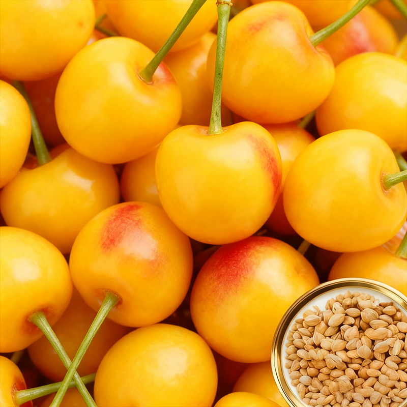 ✨<Harvest 110 lbs per Tree> Rare German "Ruby Wonder" Cherry: Grow Ping-Pong Sized, Honey-Sweet Fruits in Any Soil! ✨