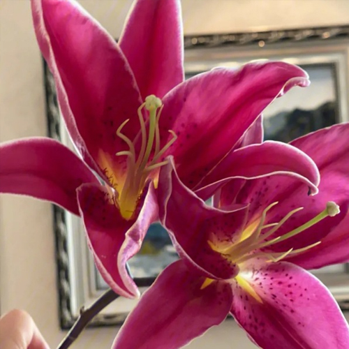 🌸 [Fragrance Queen] Stop buying chemical air fresheners andgrow a stunning 30-day fragrant flower wall with our hardy North African giant lily bulbs - Buy 5 Get 5 FREE! ✨