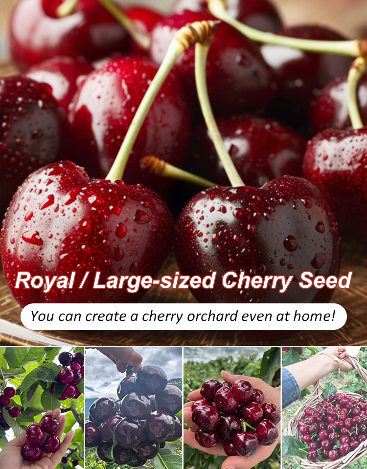 ✨<Harvest 110 lbs per Tree> Rare German "Ruby Wonder" Cherry: Grow Ping-Pong Sized, Honey-Sweet Fruits in Any Soil! ✨
