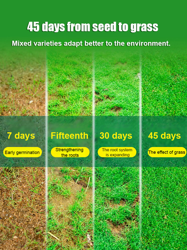 ⛳【7-Day Sprout & 45-Day Full Lawn】 German Hybrid "Velvet" Grass | Pet-Friendly & High-Durability Golf-Course Quality ✨