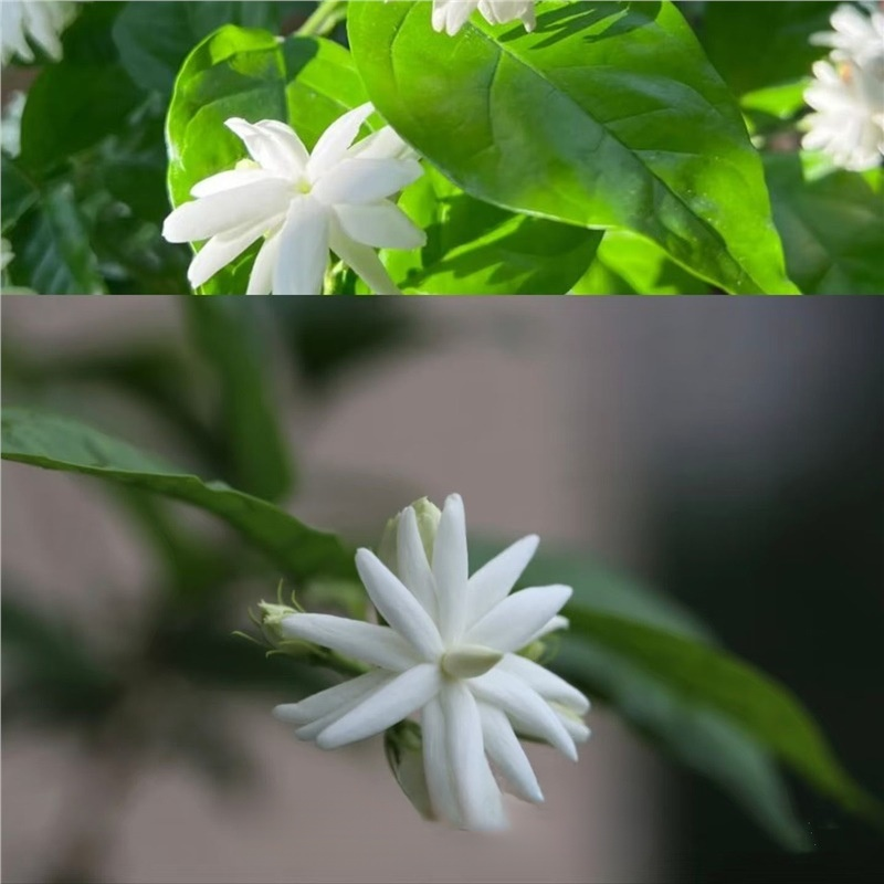 For the price of a few burgers 🍔 turn your backyard into a fragrant flower waterfall—Blooms in 60 days, survives -20°F winters & 99% germination guaranteed! ✨