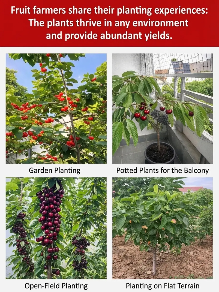 ✨ [One Meal 🍔 = 6 Trees] Get German-engineered jumbo cherry trees that fruit in 60 days with a 10X refund guarantee! 🍒 ✨