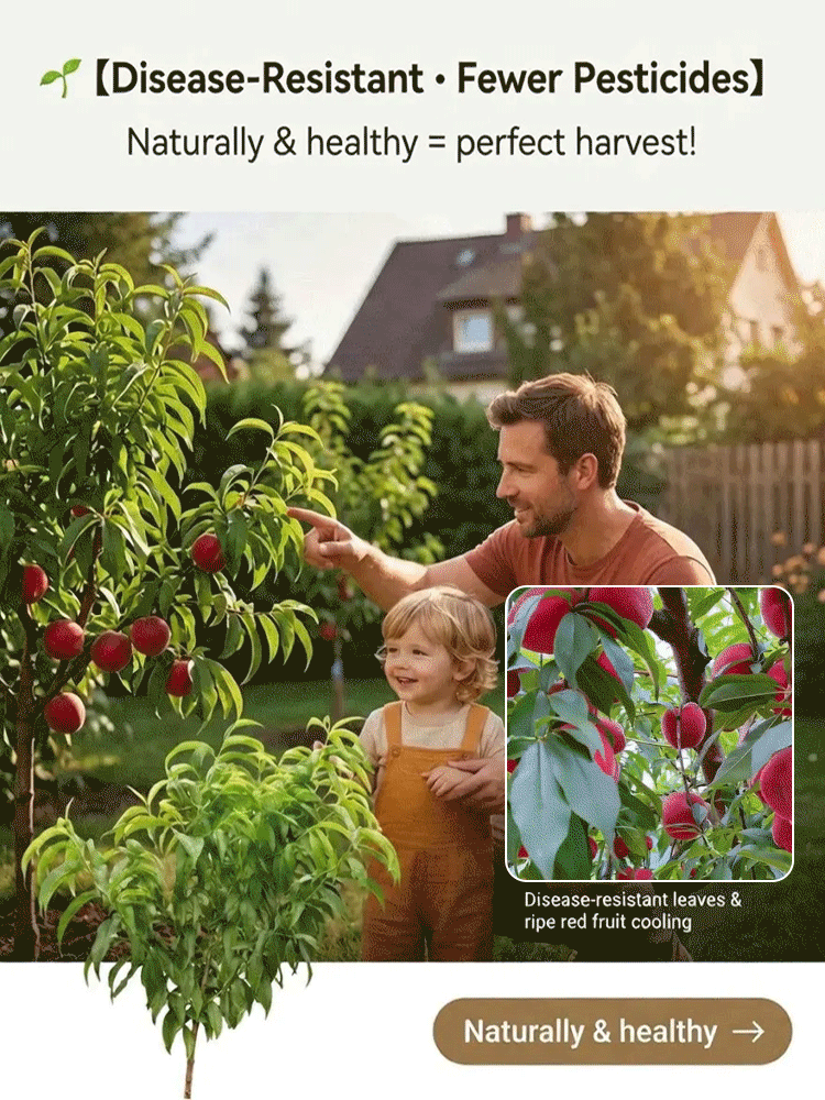 🍑<Harvest 50 lbs per Sapling in 2 Months> German-Bred Royal Blood Peach: Easy-to-Grow Ruby-Red Peaches in Any Soil! 🍑