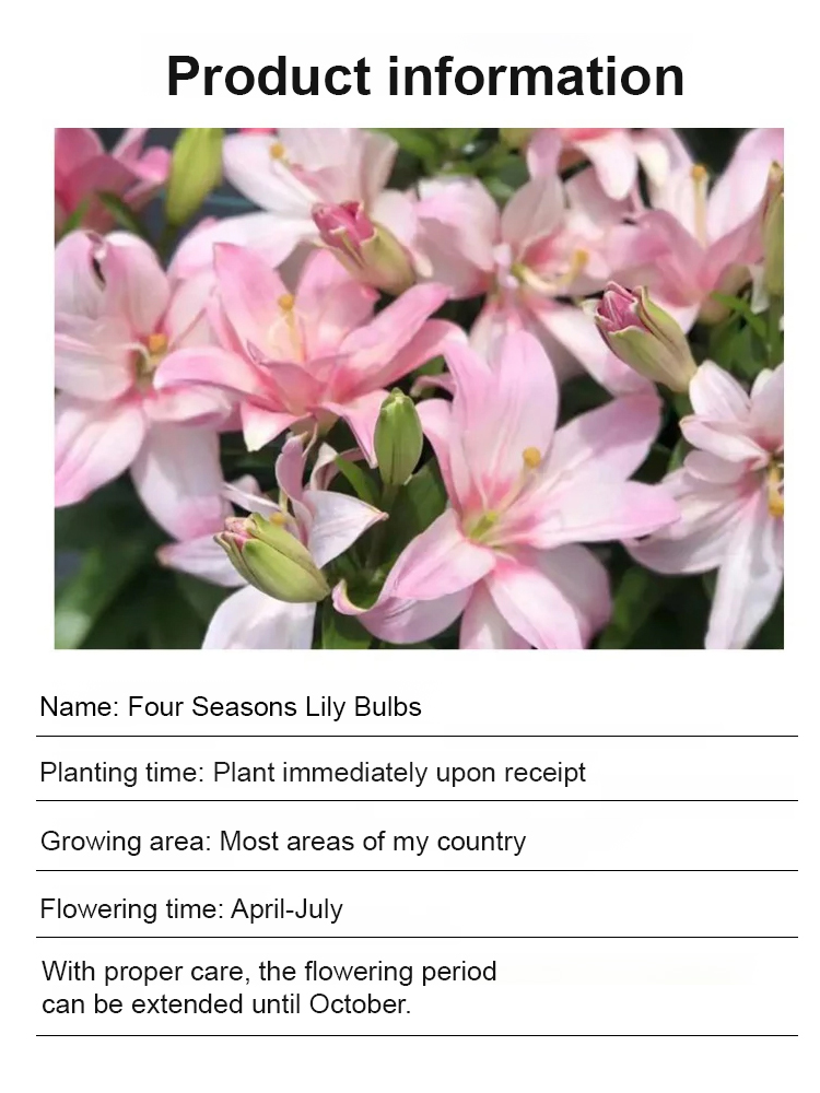🌸 [Fragrance Queen] Stop buying chemical air fresheners andgrow a stunning 30-day fragrant flower wall with our hardy North African giant lily bulbs - Buy 5 Get 5 FREE! ✨