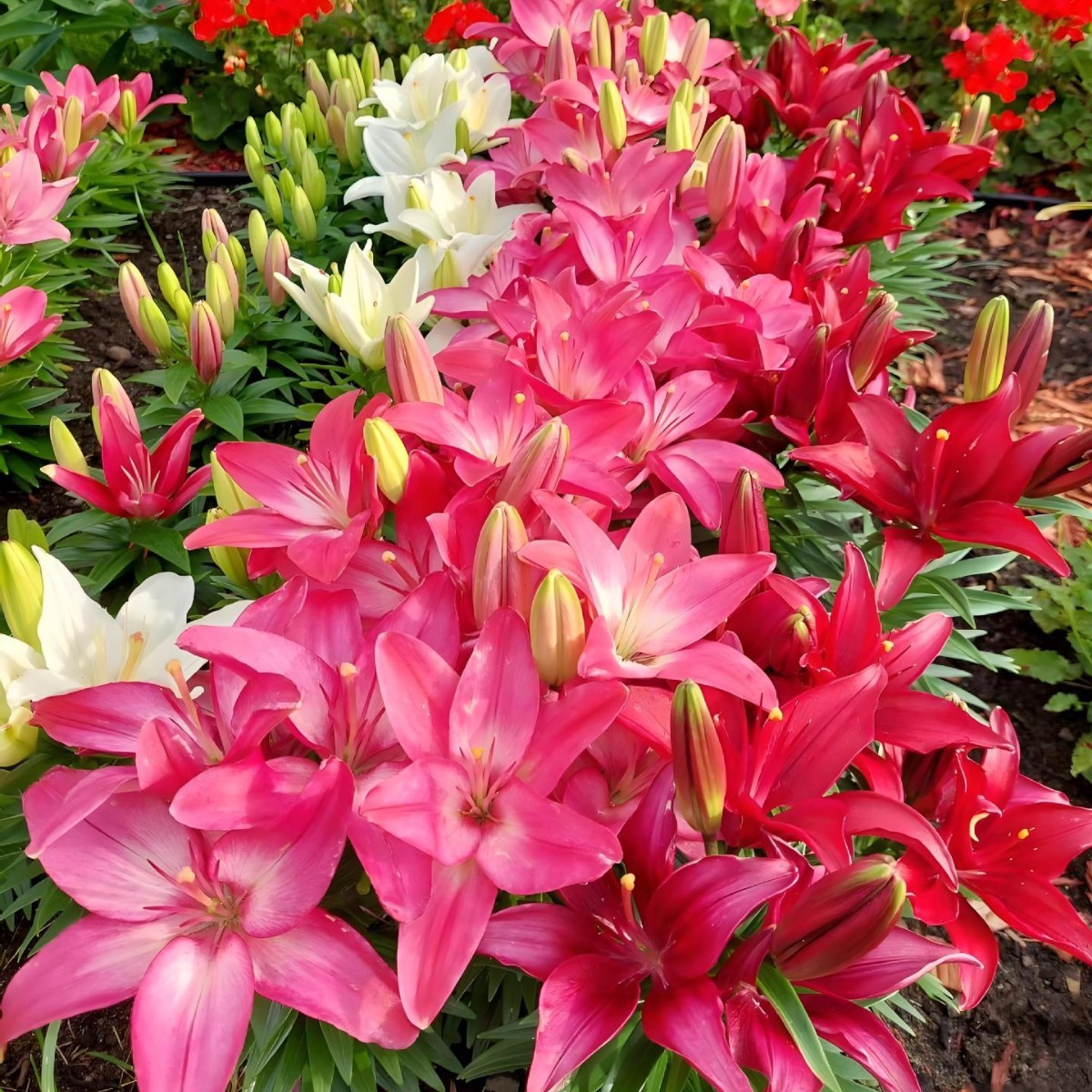 🌸 [Fragrance Queen] Stop buying chemical air fresheners andgrow a stunning 30-day fragrant flower wall with our hardy North African giant lily bulbs - Buy 5 Get 5 FREE! ✨