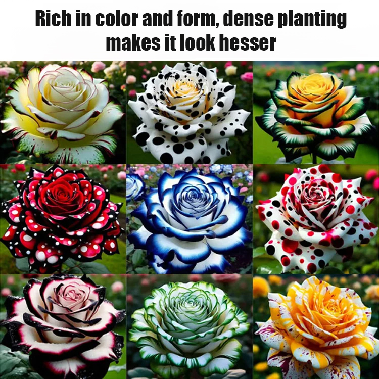 🔥 [100% Germination Rate] Grow 10+ Roses Per Stem in Just 20 Days! 🌹 Rare Spotted "Blooming Machine" – Turn Your Yard Into a Sea of Flowers Fast! ✨