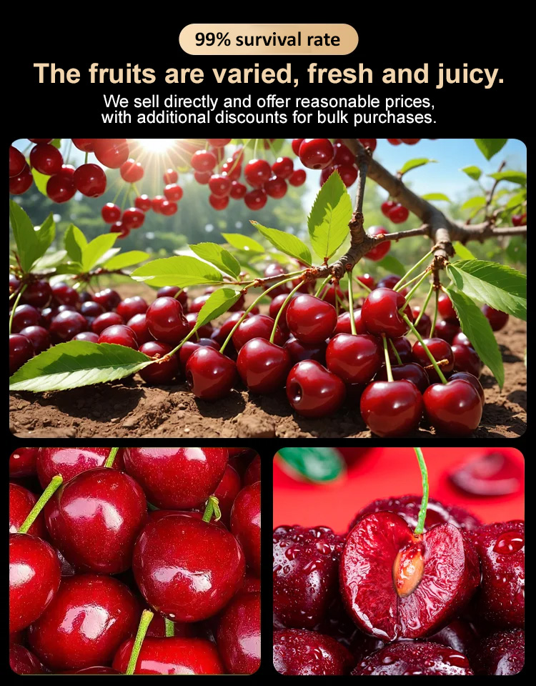 ✨<Harvest 110 lbs per Tree> Rare German "Ruby Wonder" Cherry: Grow Ping-Pong Sized, Honey-Sweet Fruits in Any Soil! ✨