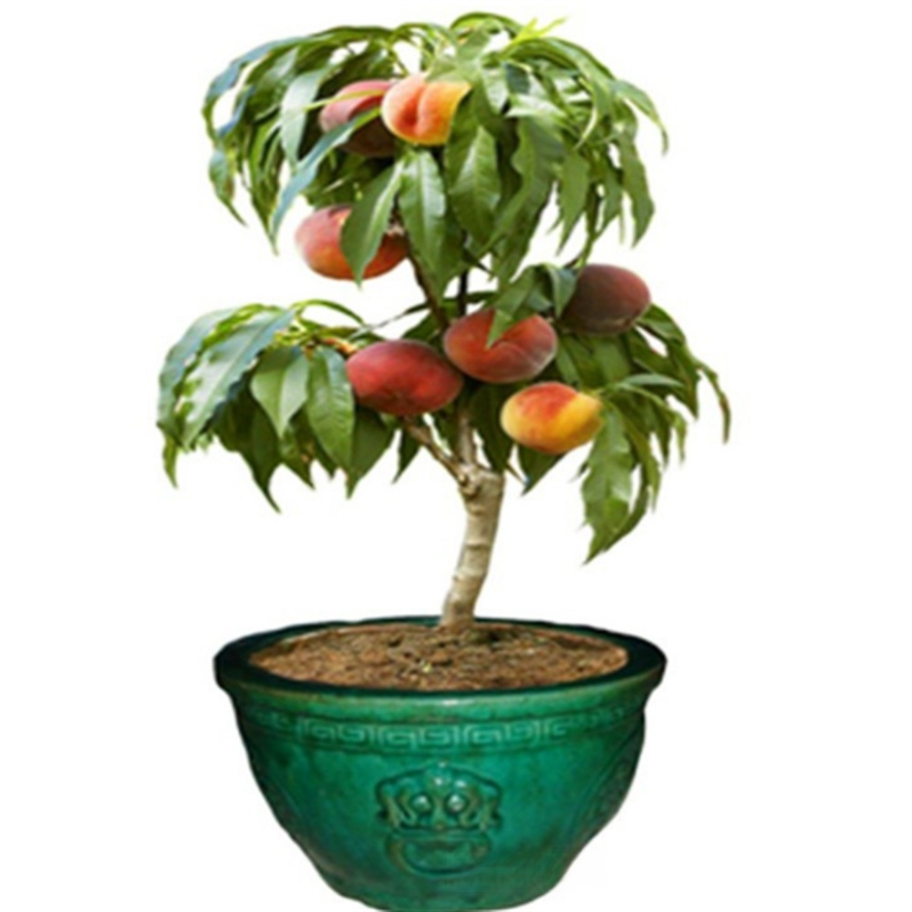🍑<Harvest 50 lbs per Sapling in 2 Months> German-Bred Royal Blood Peach: Easy-to-Grow Ruby-Red Peaches in Any Soil! 🍑